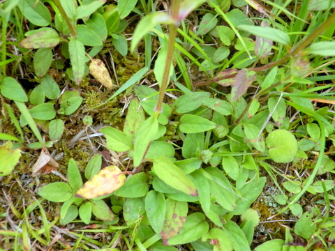 靫草の根生葉？