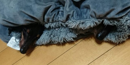 1490625144612.jpg