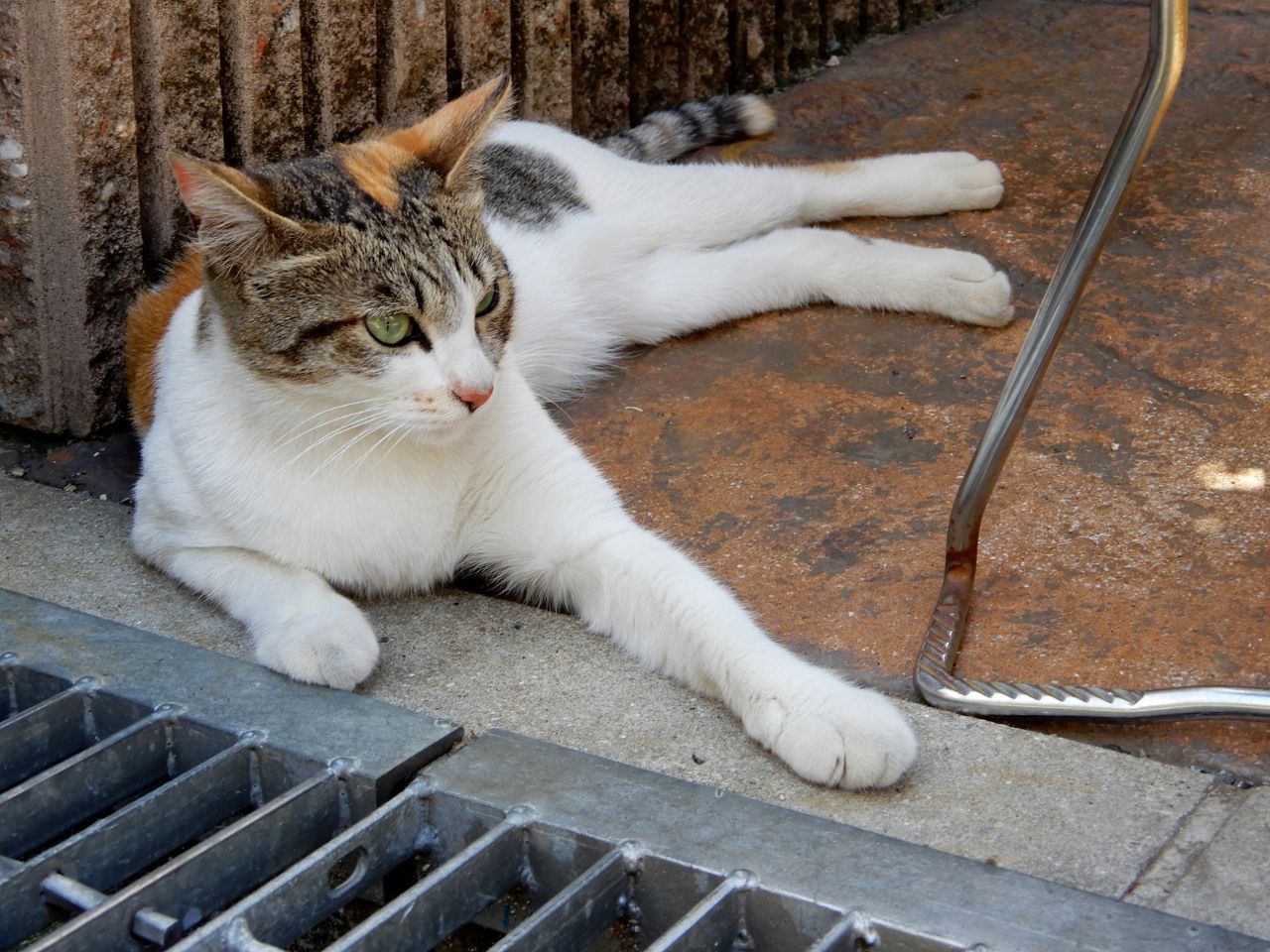 67ページ目の 猫 人さまのネコ 楽天ブログ