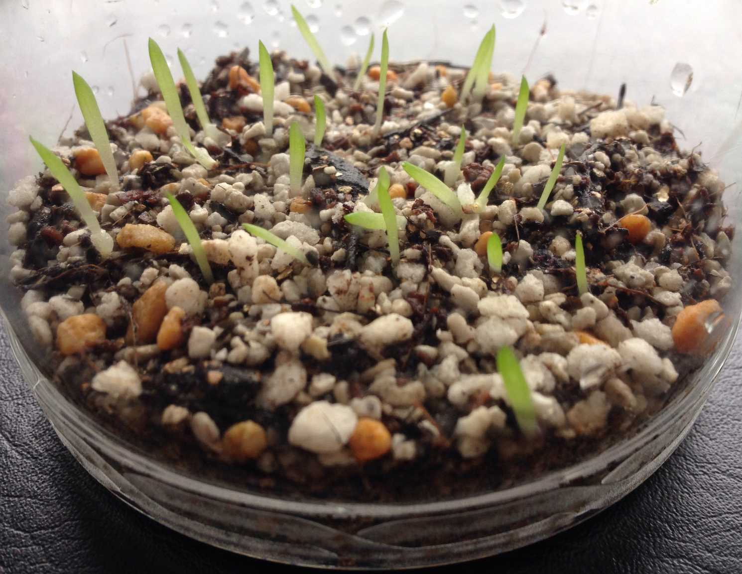 ハオルチアの種まき その１１ みわくのみどり 楽天ブログ