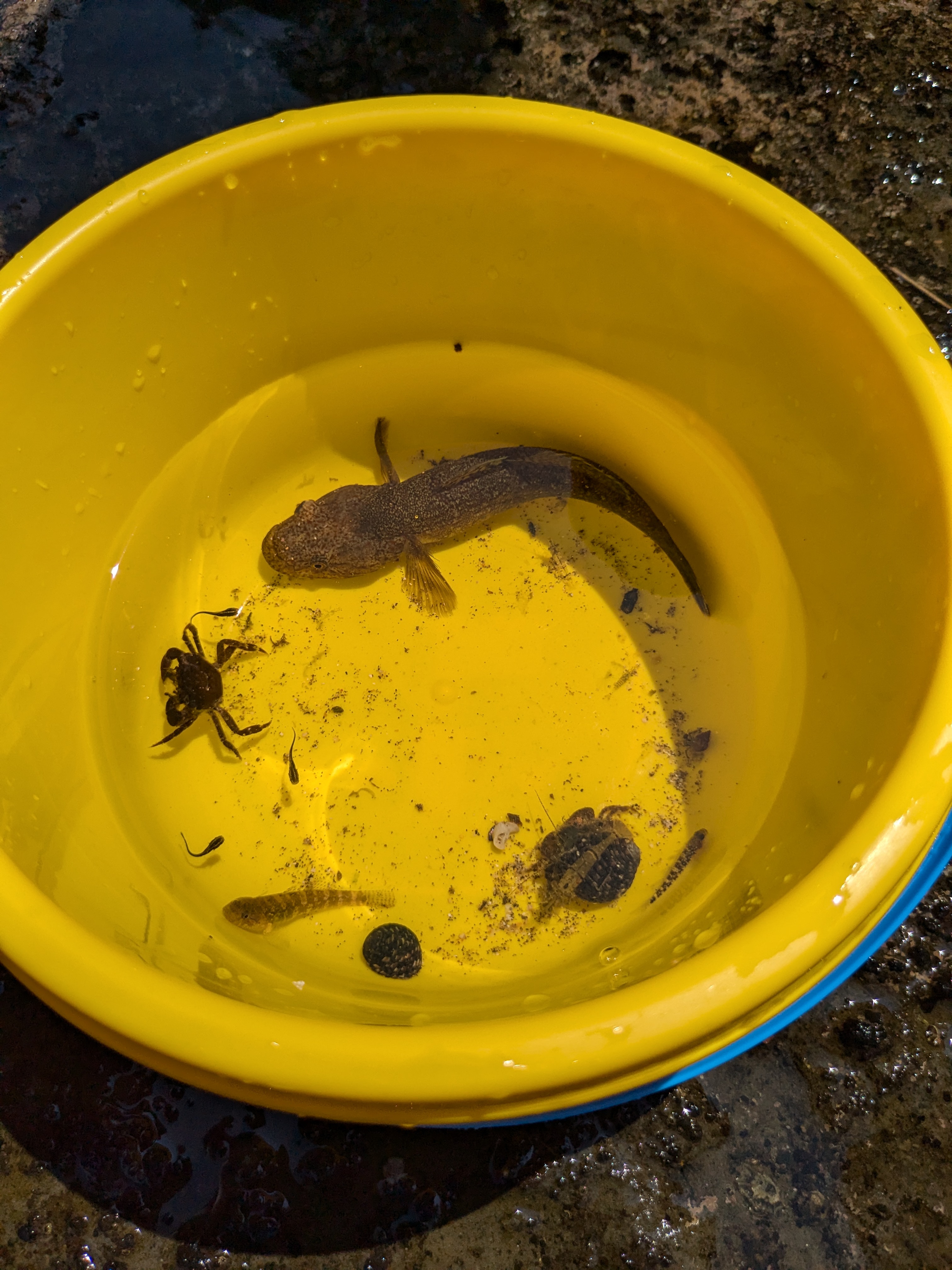 千葉県勝浦市　お盆休みの守谷海岸　生き物探し