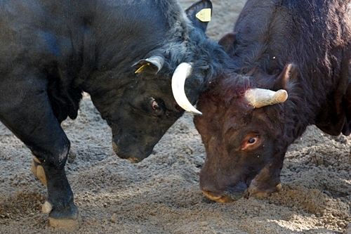 文平　闘牛