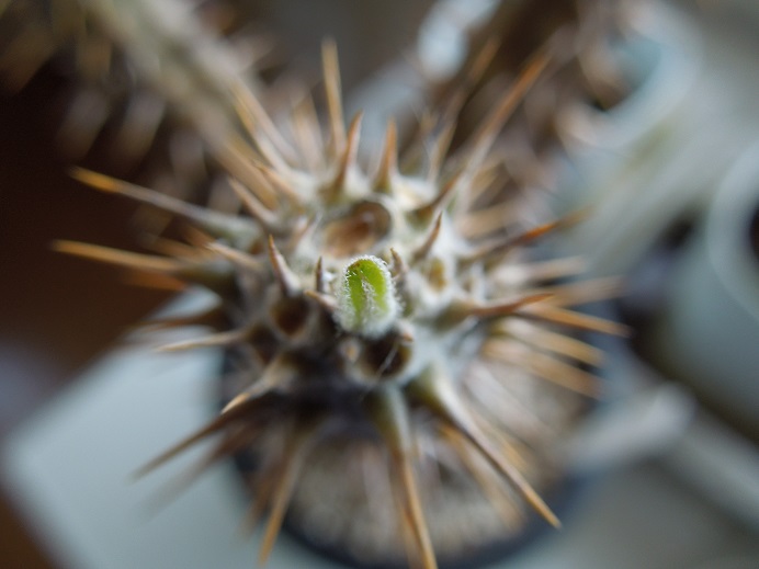 ロスラツム5-4-3