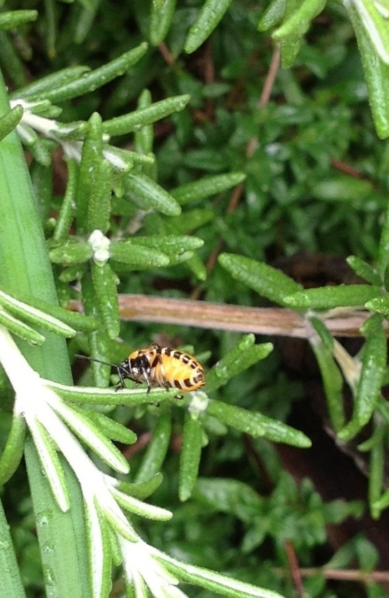 3ページ目の その他虫 庭の畑は虫と雑草だらけ 楽天ブログ