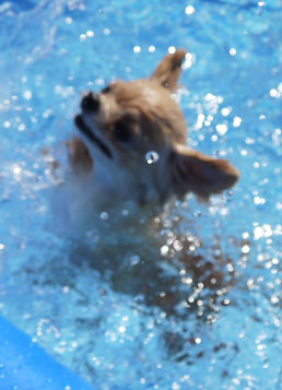 20120826ゴールドc