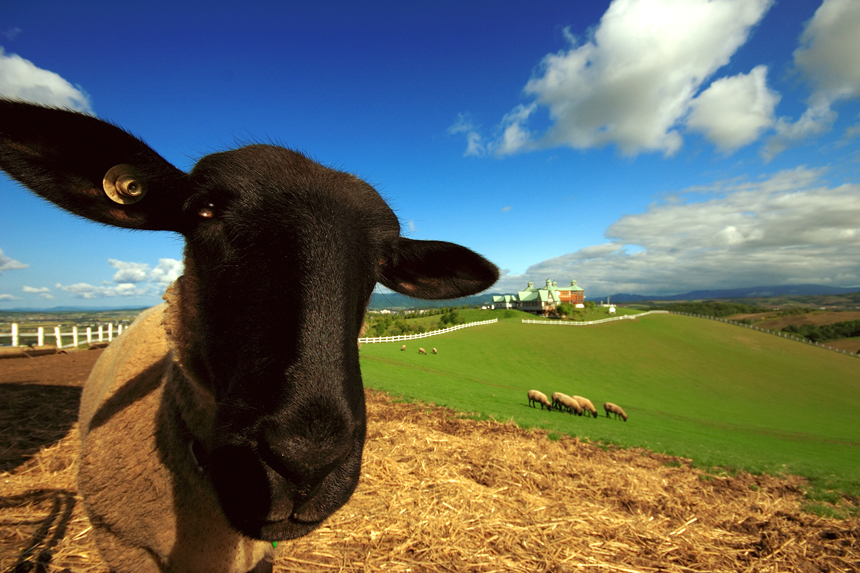 サフォークランド