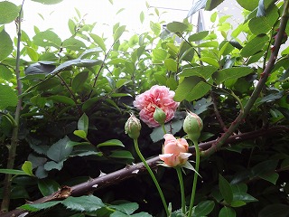 DSC00950.jpg
