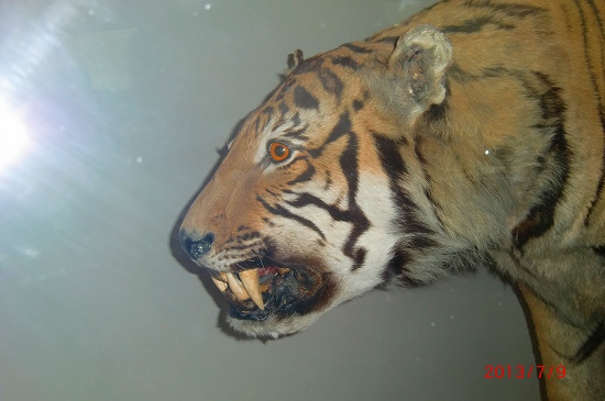 あらら、コリア、、、 077.jpg