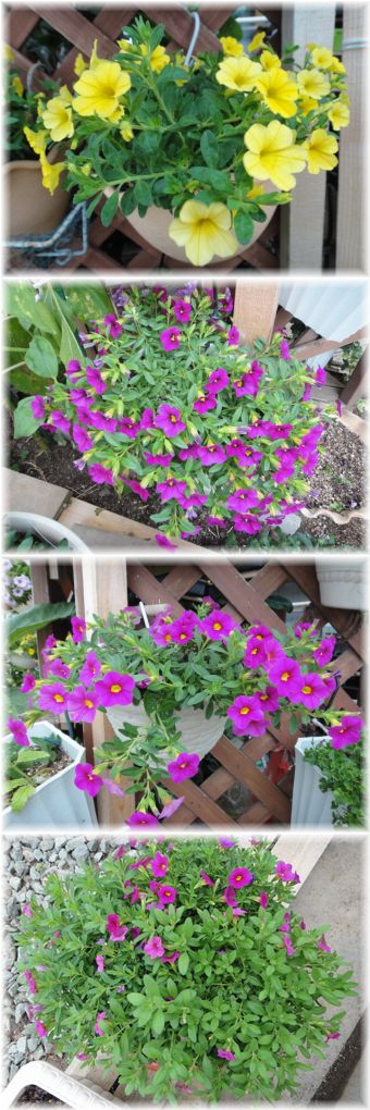 カリブラコアの交配株