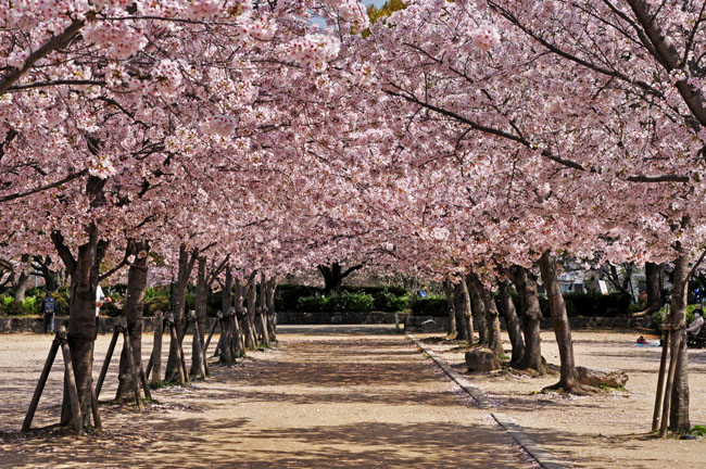 桜４