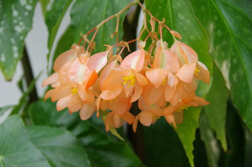 神代植物公園のベゴニア