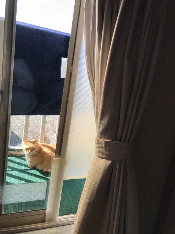 ベランダで日光浴 猫と一緒に 楽天ブログ