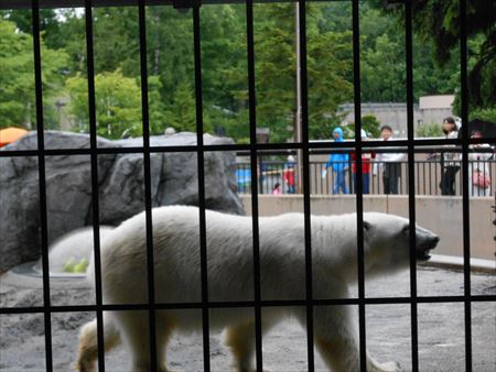 旭山動物園