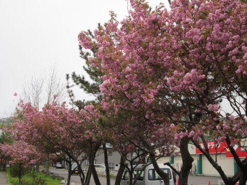 桜50.jpg