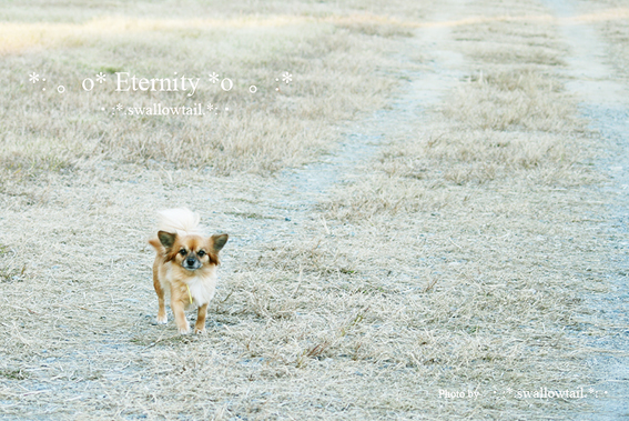 Photo by swallowtail　F.jpg