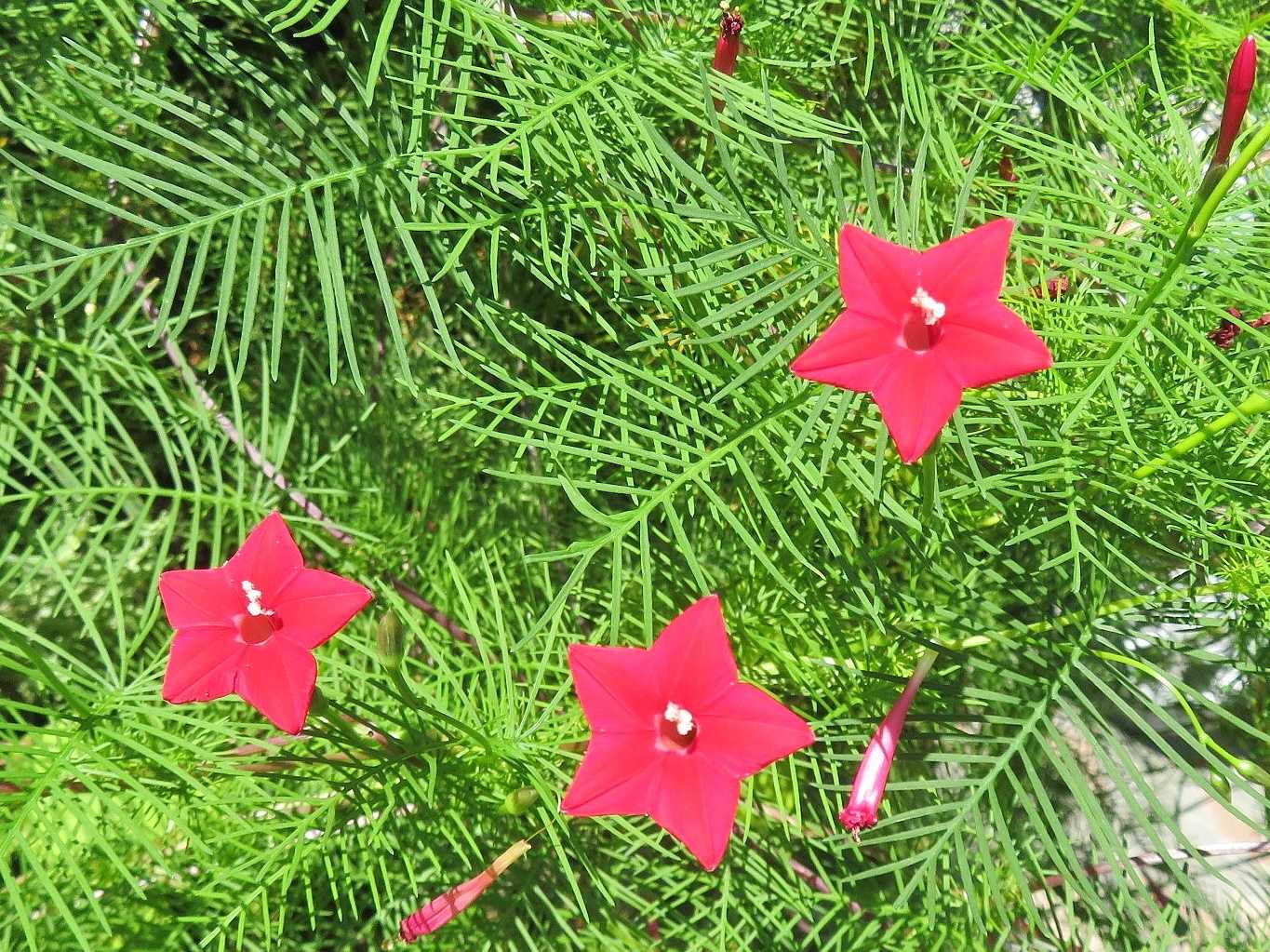 ケアマネさん訪問あり 花はルコウソウ だい のひとりごと 楽天ブログ