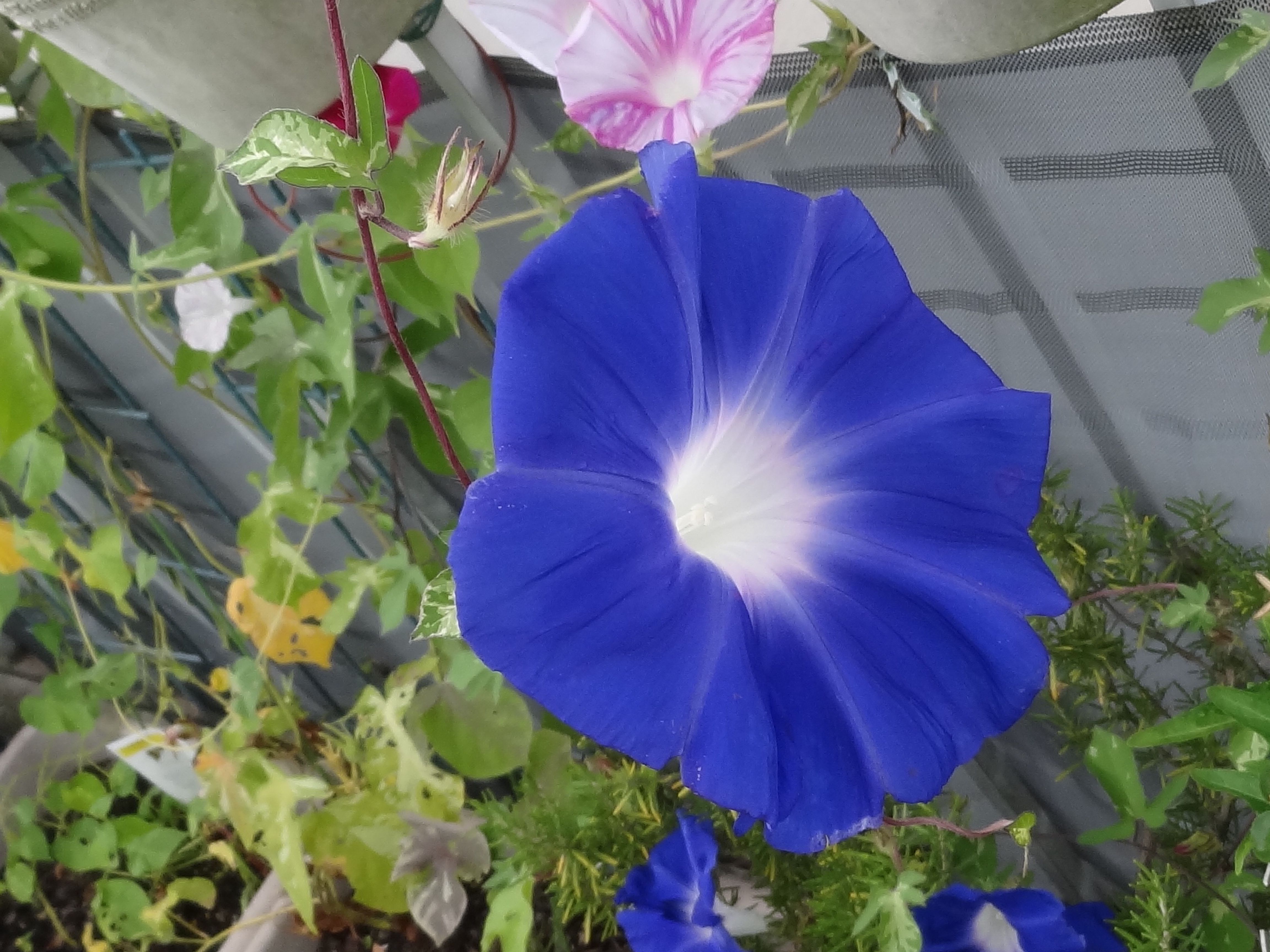 8月の私のバルコニー そして夜の素晴らしいニュース ワールドカップ前哨戦 Bright Moments Day By Day 楽天ブログ