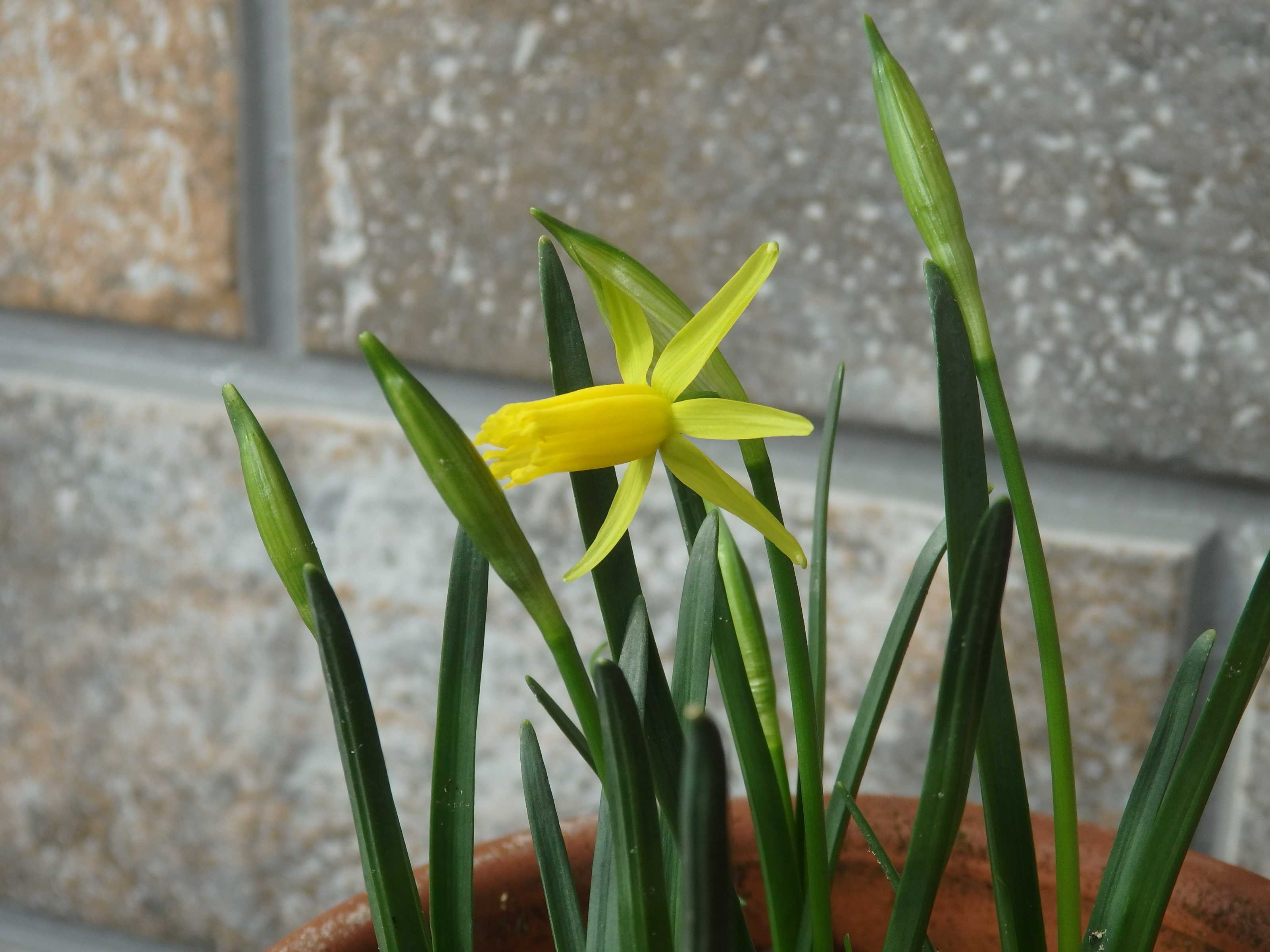 原種スイセン・キクラミネウス | Kimi.teaの花日記 - 楽天ブログ