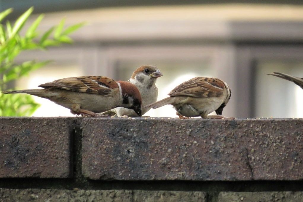 可愛いスズメ達 ひとり立ちした幼鳥 次の子育て入る親鳥 群れているスズメ達 大分金太郎の花鳥蝶月 楽天ブログ