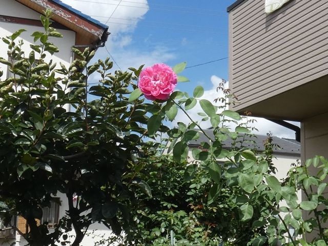 雨に濡れたバラ オリジナルの彩 さやか 羽衣 クリーミーエデンなど 新芽のクリスマスローズ植え場所 バラの美と香りを求めて 楽天ブログ