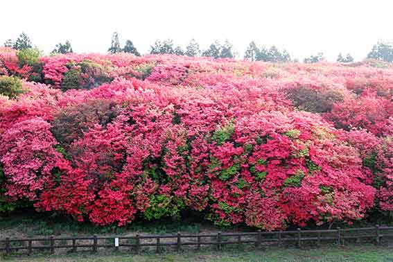 船窪つつじ公園のオンツツジ群落 すえドン の四方山話 楽天ブログ