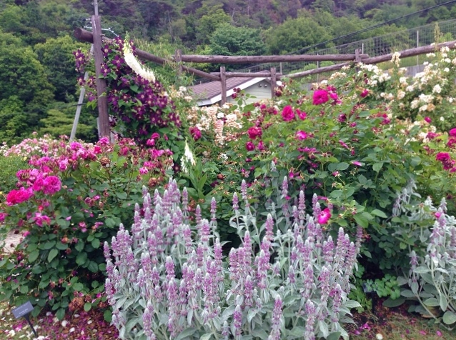 花咲かファーム2014