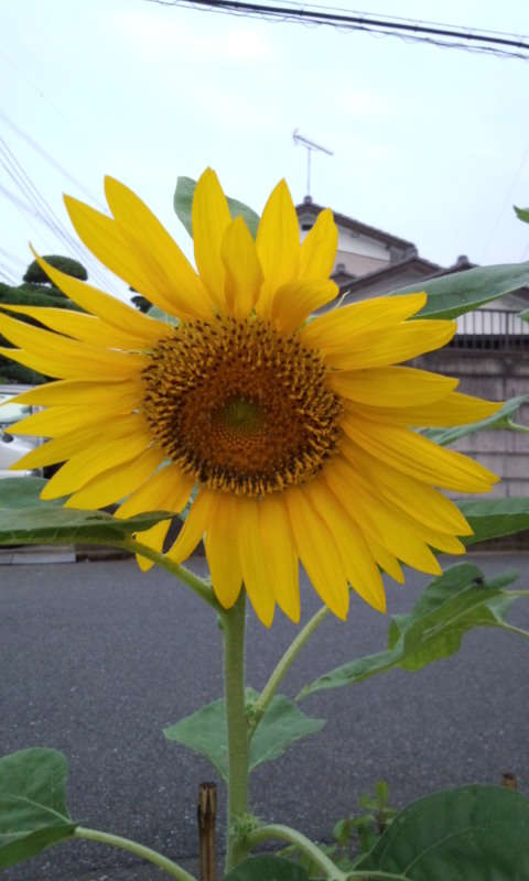 new_150729_0500~01ひまわり