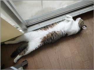 下界でへそ天