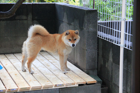 デッキ3