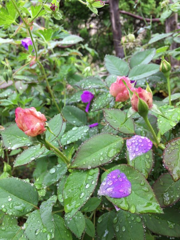 rblog-20170627211100-03.jpg