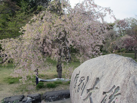 桜３５.jpg