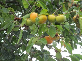 IMG_8726ss.jpg