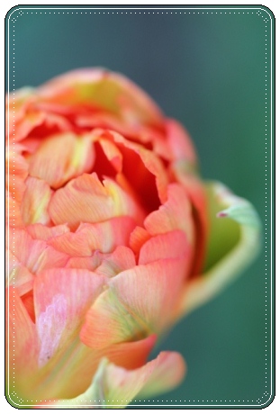 チューリップ-6 13.4.27