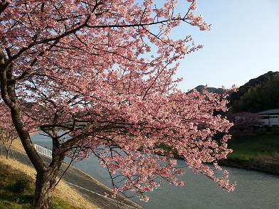 みなみの桜