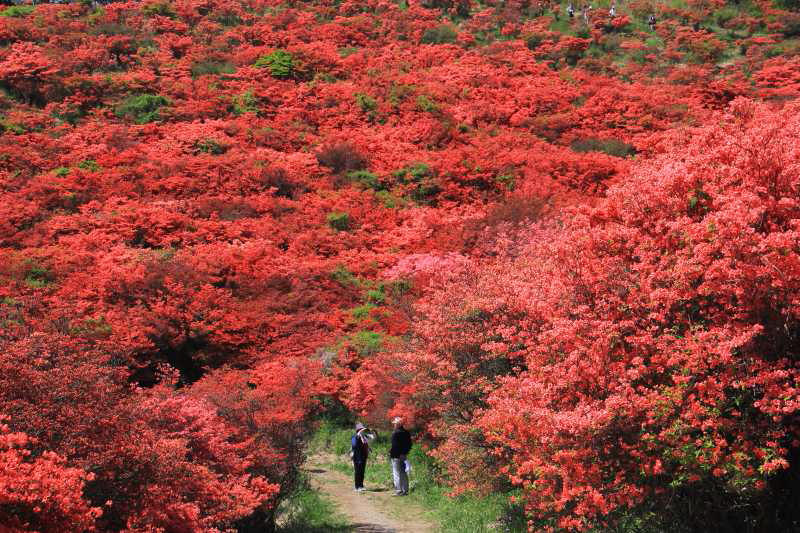 葛城山のツツジ_004.jpg