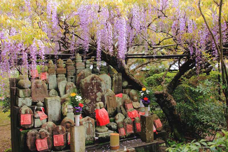 地蔵寺の藤_002.jpg
