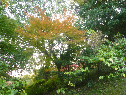 P1140154(1).JPG