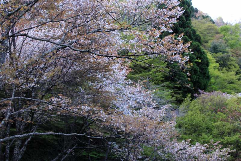 吉野山１千本桜_2.jpg