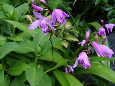 DSC00592.JPG