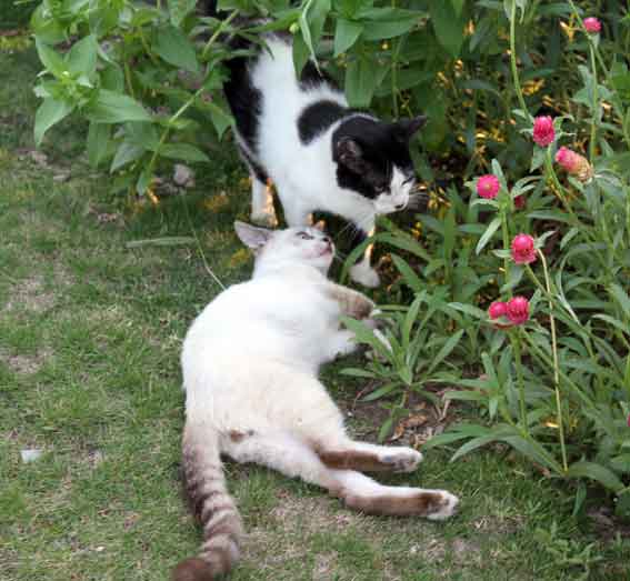 我が家のニャンコ♪2013/8/17-3