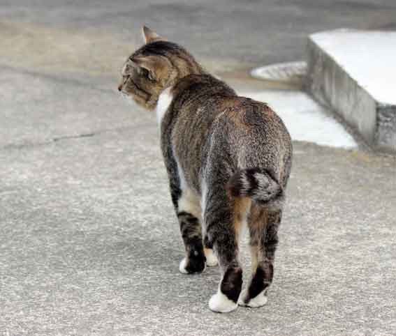 我が家のニャンコ♪2013/11/13-2