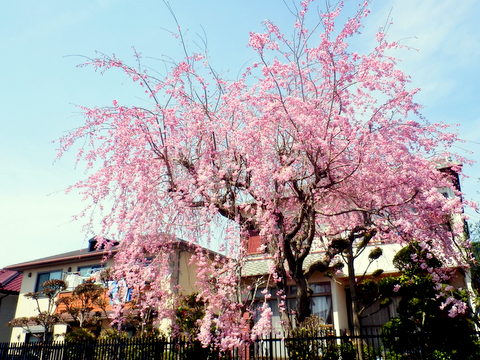 友が丘の枝垂桜