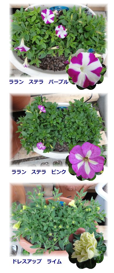 ペチュニア3種類