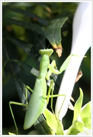 実家の庭で-3 ハラビロカマキリ-3 13.9.10