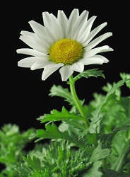 Chrysanthemum_paludosum_NorthPole.jpg