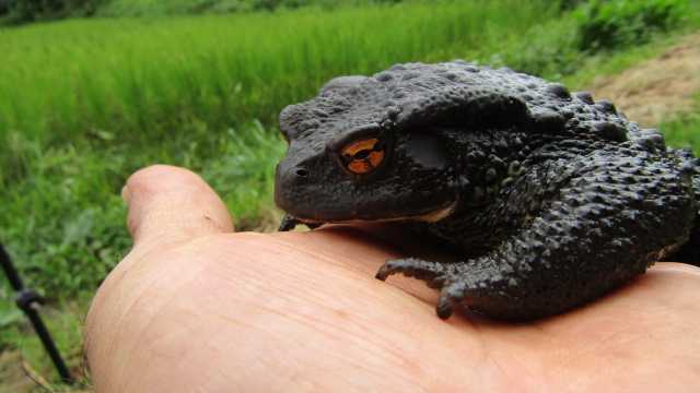 ガマガエル | 幡谷自然農園 日記 - 楽天ブログ