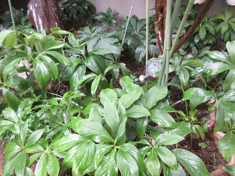クリスマスローズ70株の植え替えと古葉切りの季節 狭い庭を花いっぱいにする育て方 楽天ブログ