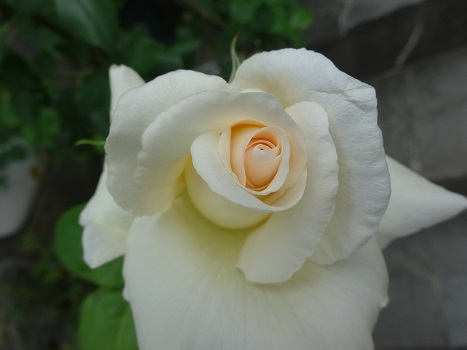 白いバラ.JPG