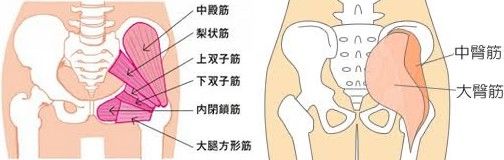 股関節周りの筋肉 外旋筋群を覚える Walk In The Spirit 楽天ブログ