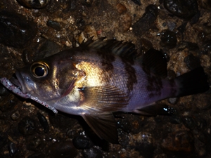 1月7日メバル (1)